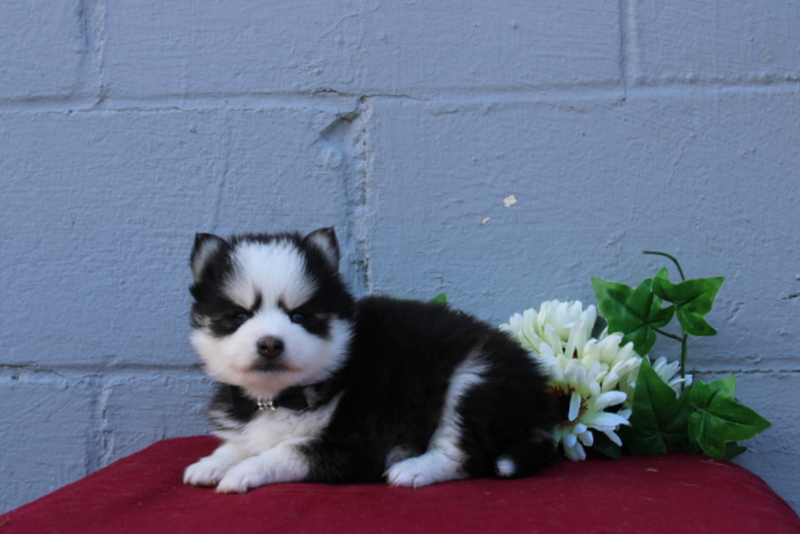 puppy, for, sale, Pomsky, Matthew B. Stoltzfus, dog, breeder, Gap, PA, dog-breeder, puppy-for-sale, forsale, nearby, find, puppyfind, locator, puppylocator, aca